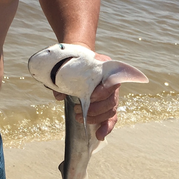 Meet your Posher, Randy - Picture 2 of 7